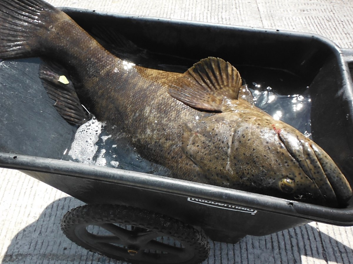 Ротан пасть