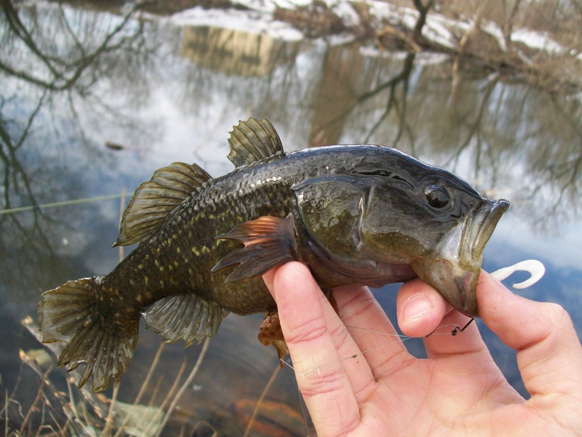 Амурский ротан (Perccottus glenii