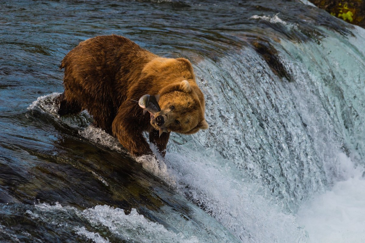 Медведь рисунок карандашом
