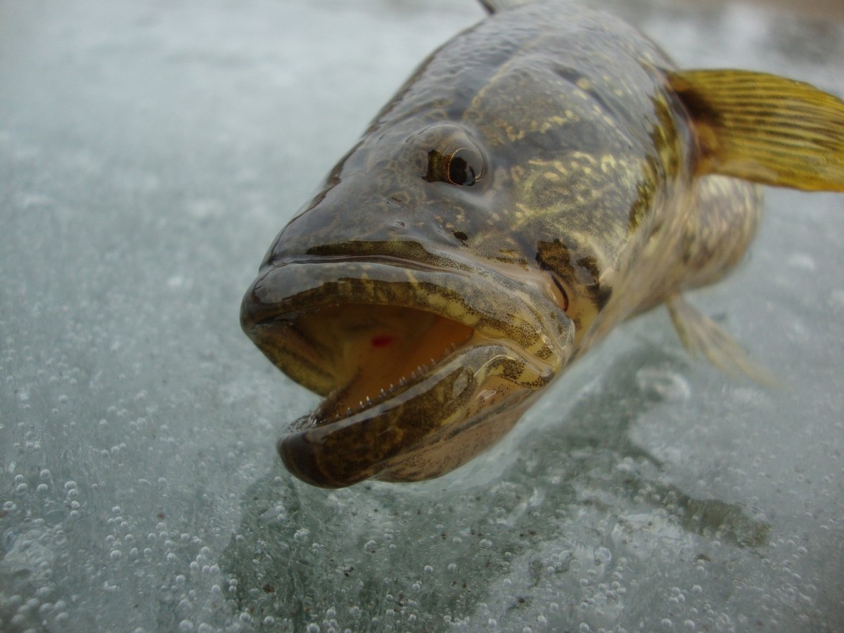 Амурский ротан-головешка