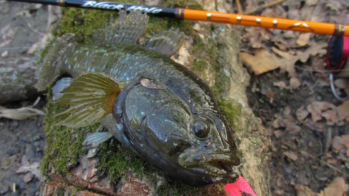 Ротан и Судак