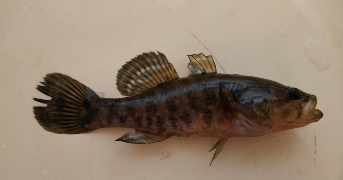 Ротан рыба большой