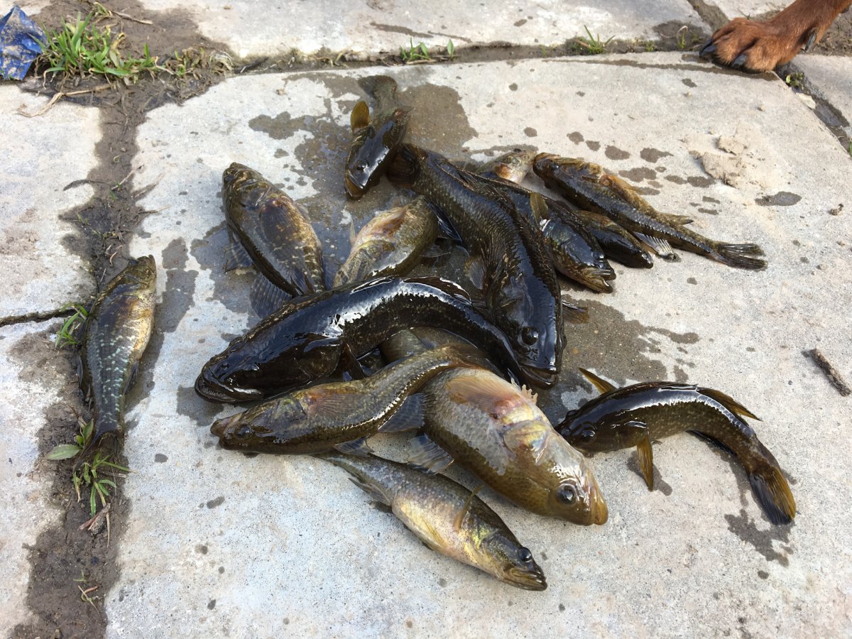 Строение рыбы ротан