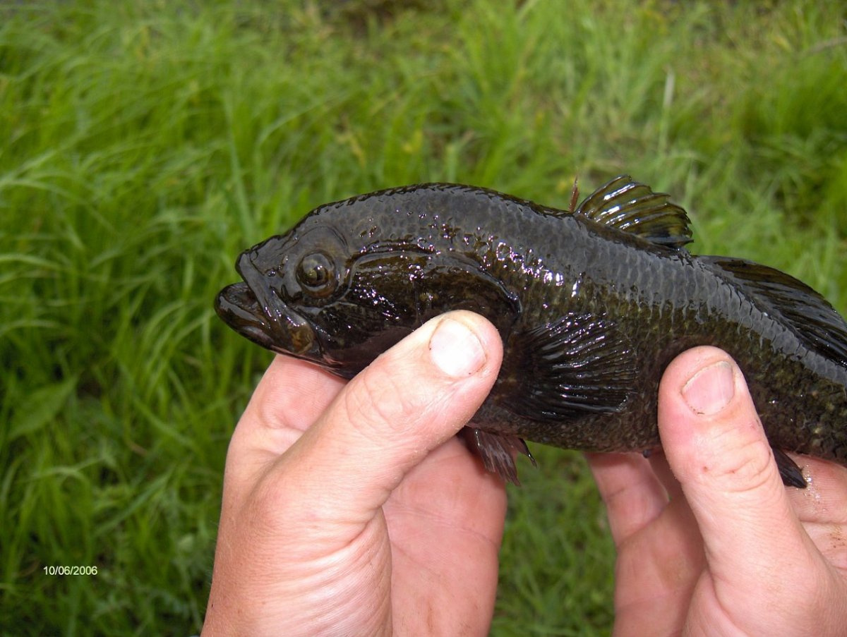 Ротан рыба черт