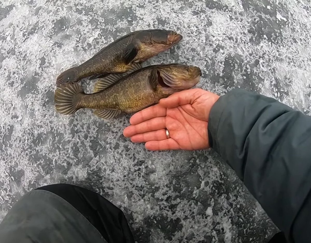 Блесна на ротана зимой