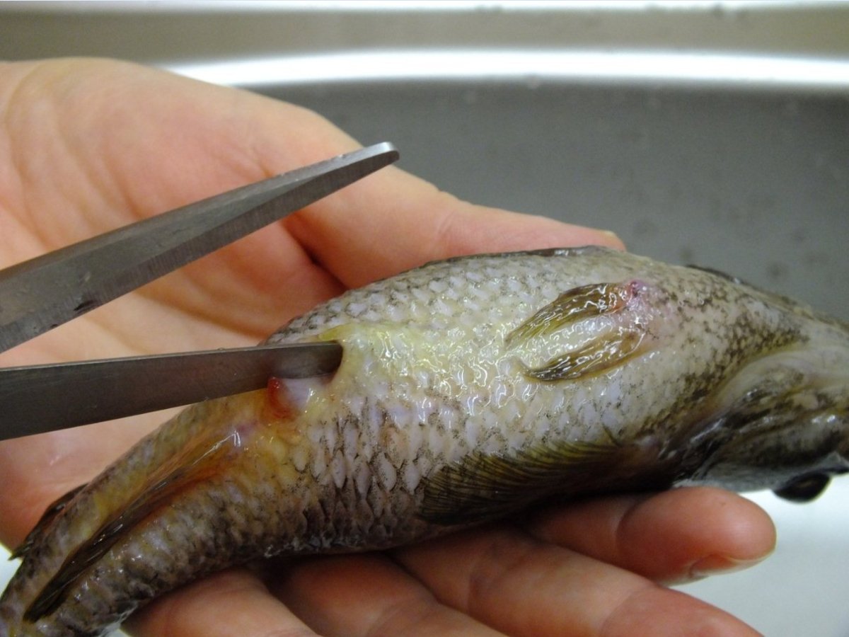 Амурский ротан-головешка