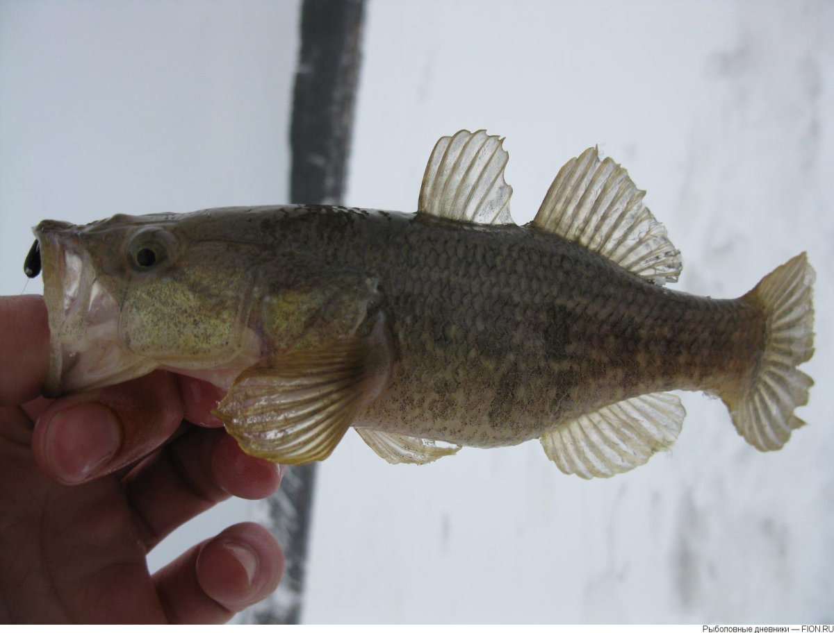 Бычок Бубырь