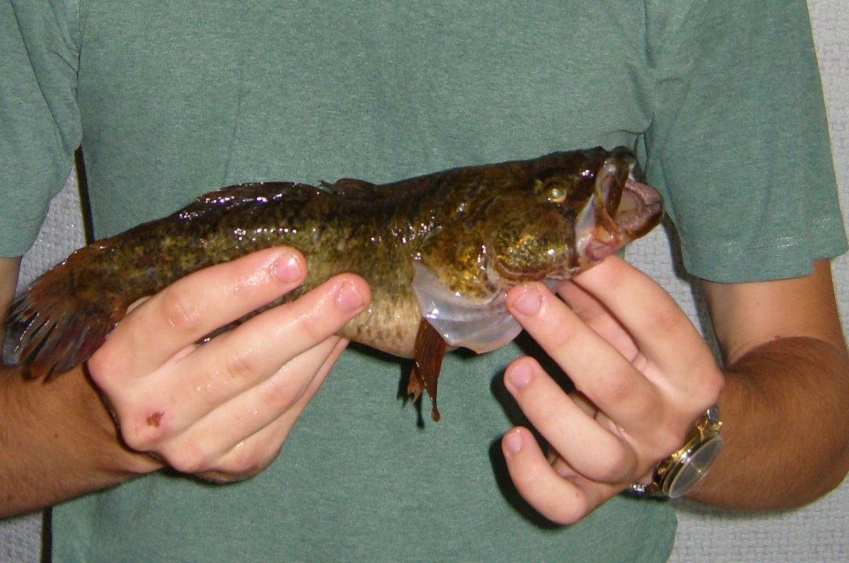 Ротан самец и самка