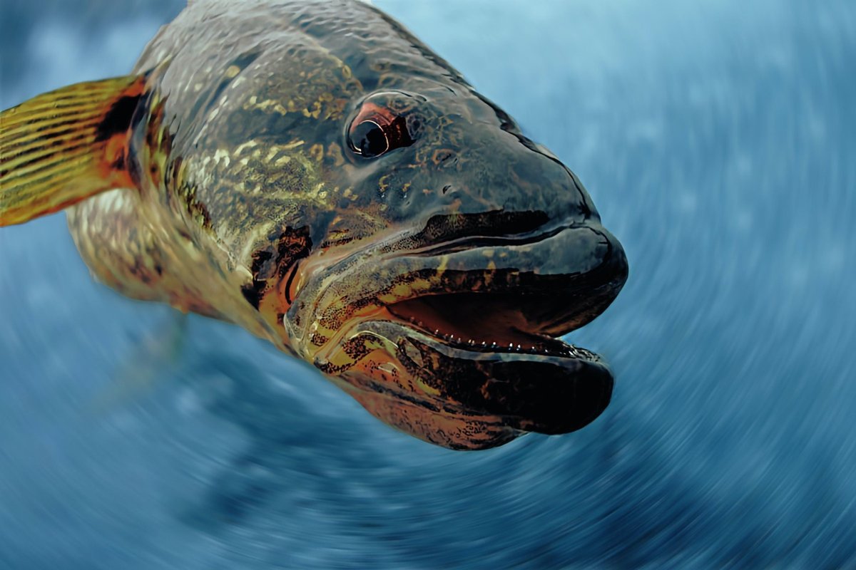 Ротан проглотил карася