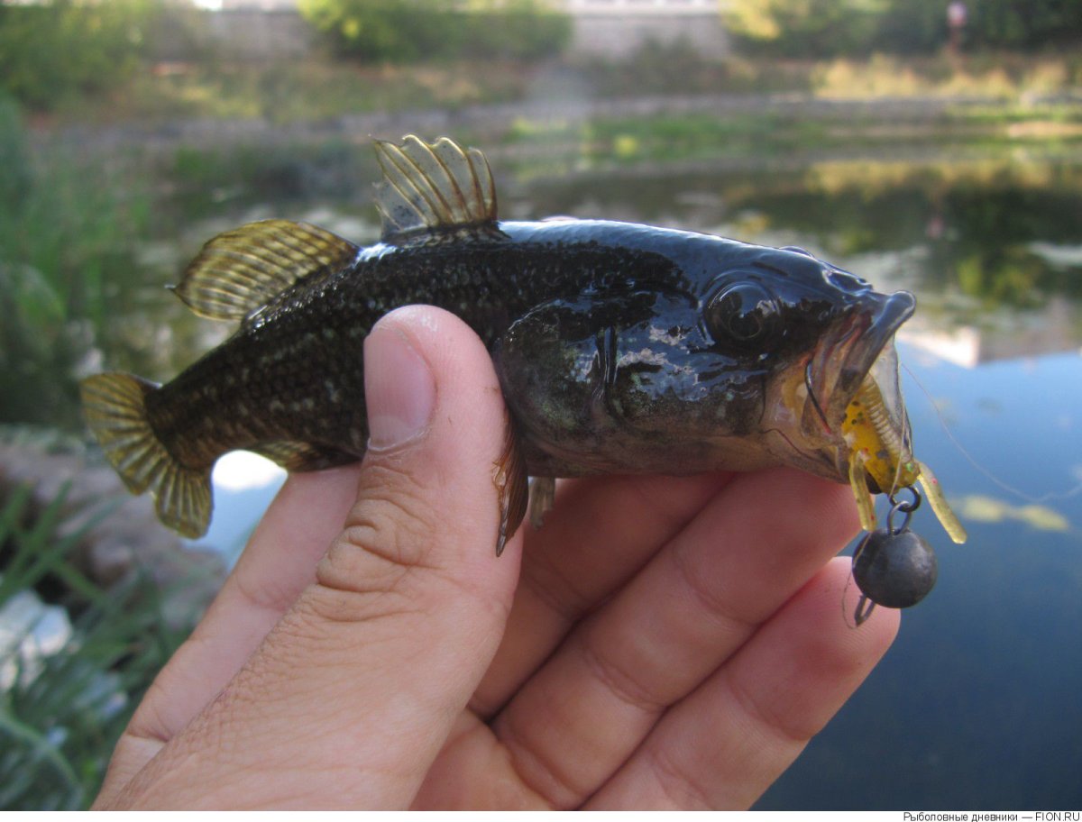 Ротан трофей