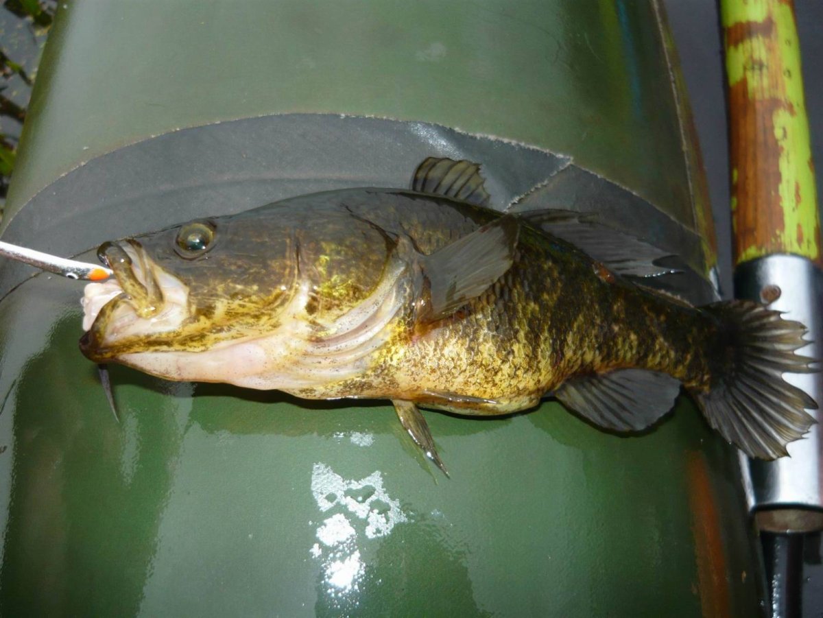 Ротан рыба Иртыш