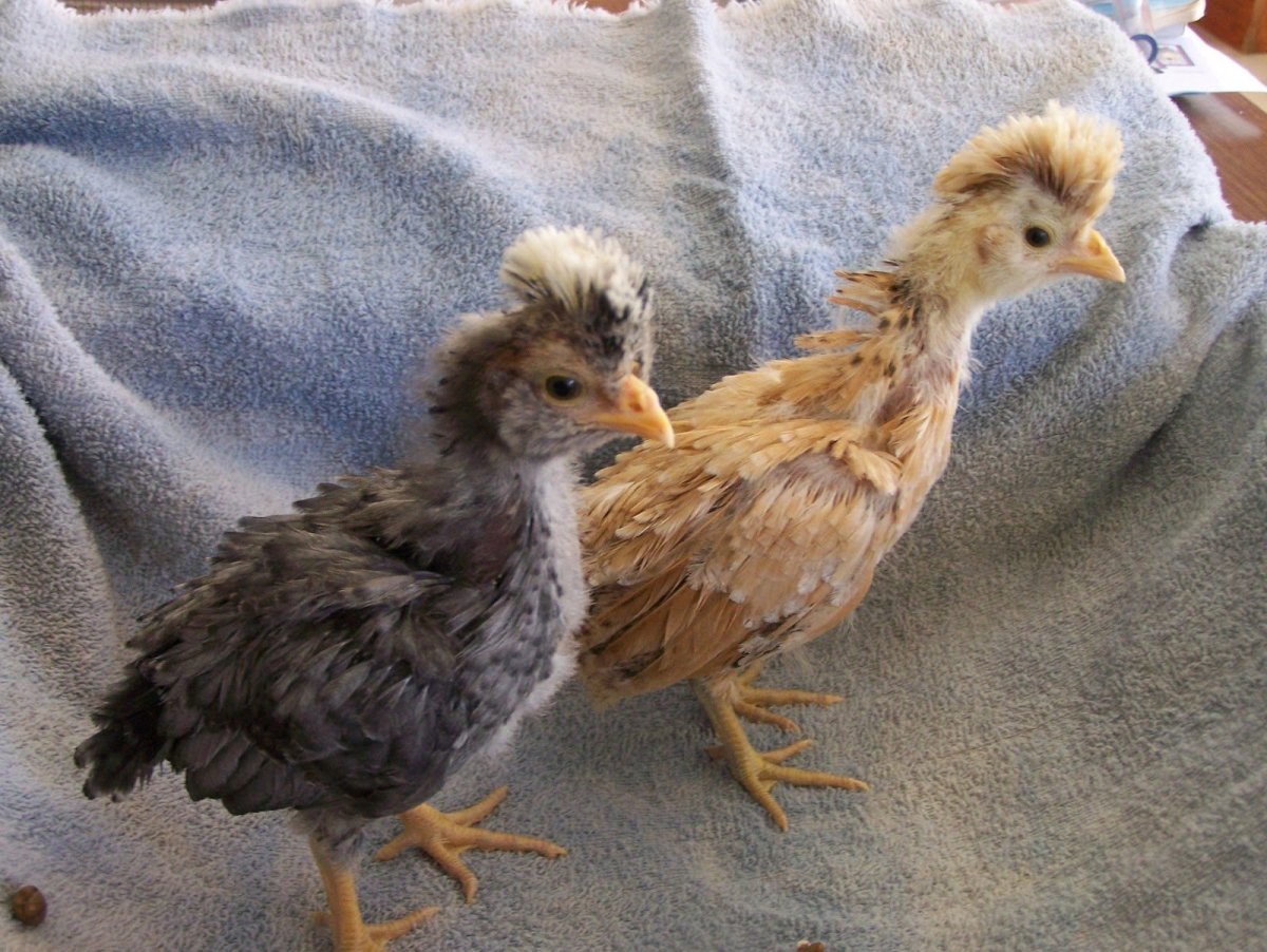 Хохлатка ситцевая