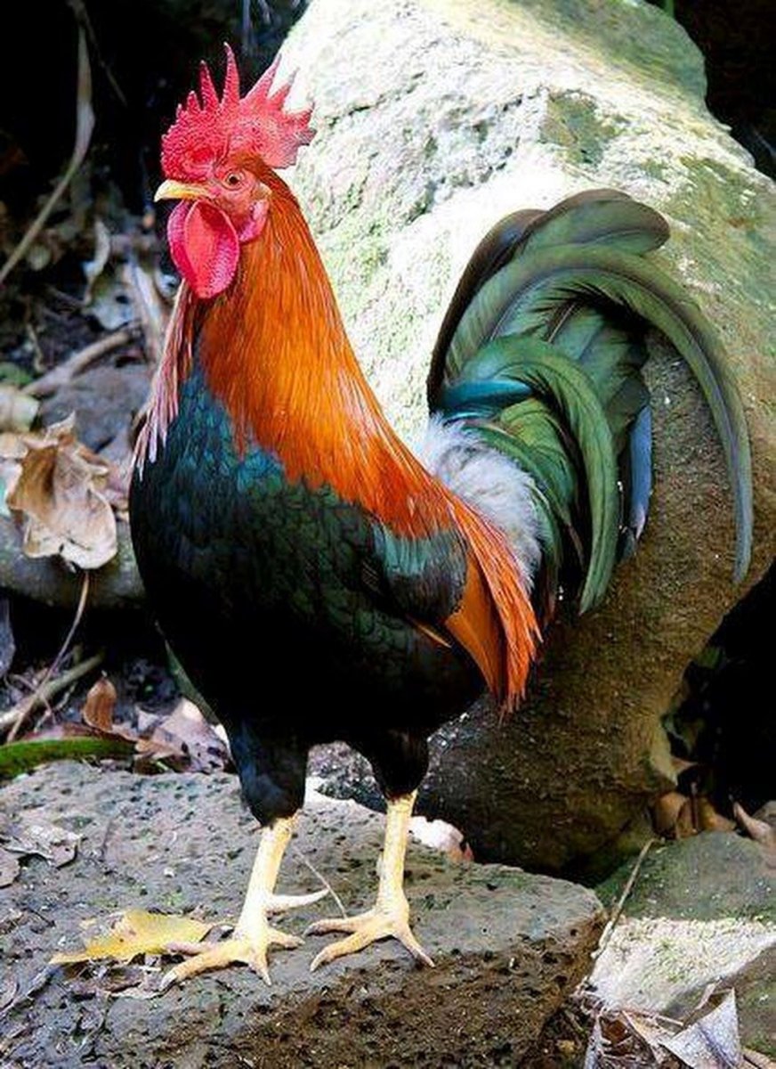 Прическа петуха