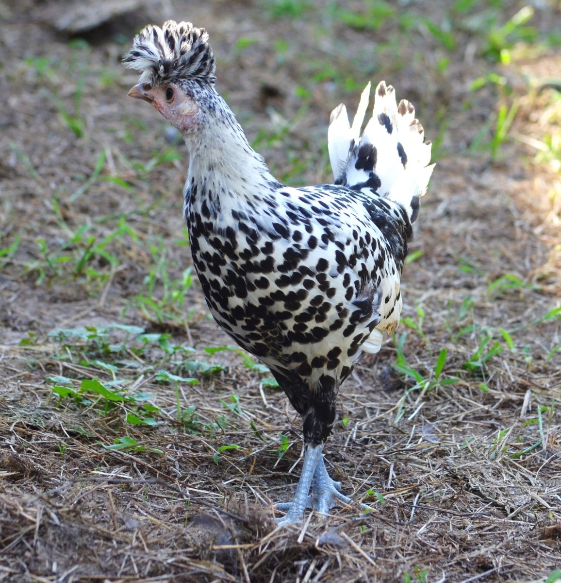 Куры Аппенцеллер шпицхаубен