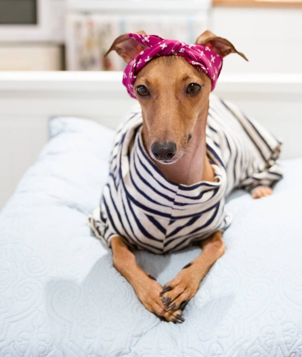 Уиппет смешной