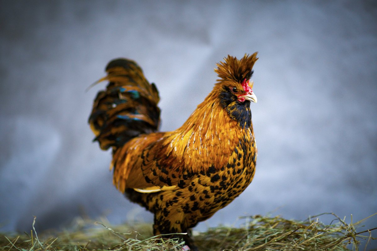 Порода кур с хохолком