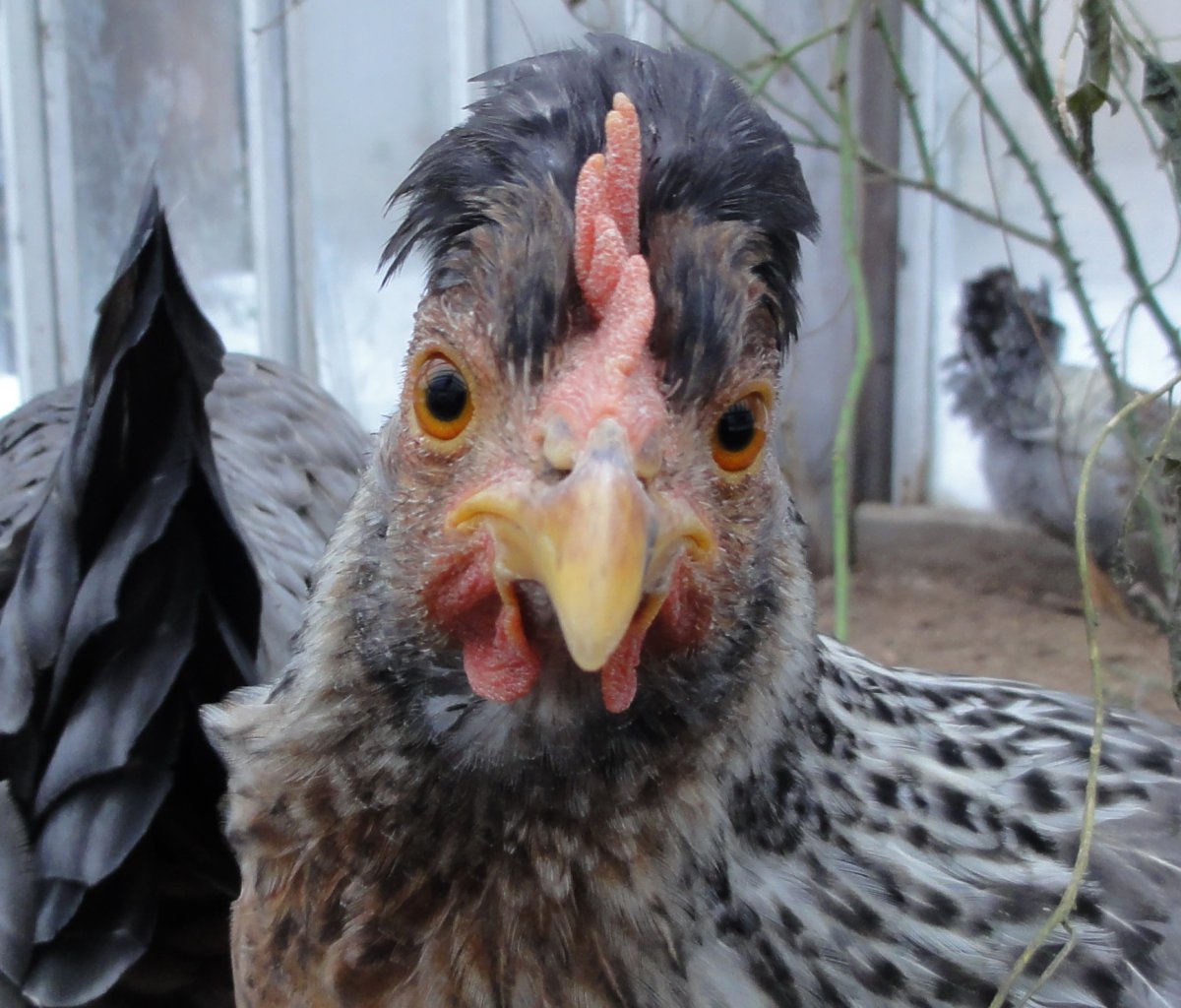 Цыплята фазана