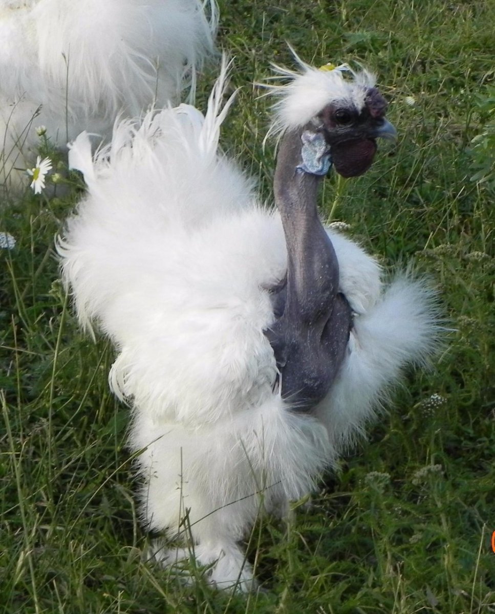 Белая хохлатая Курочка