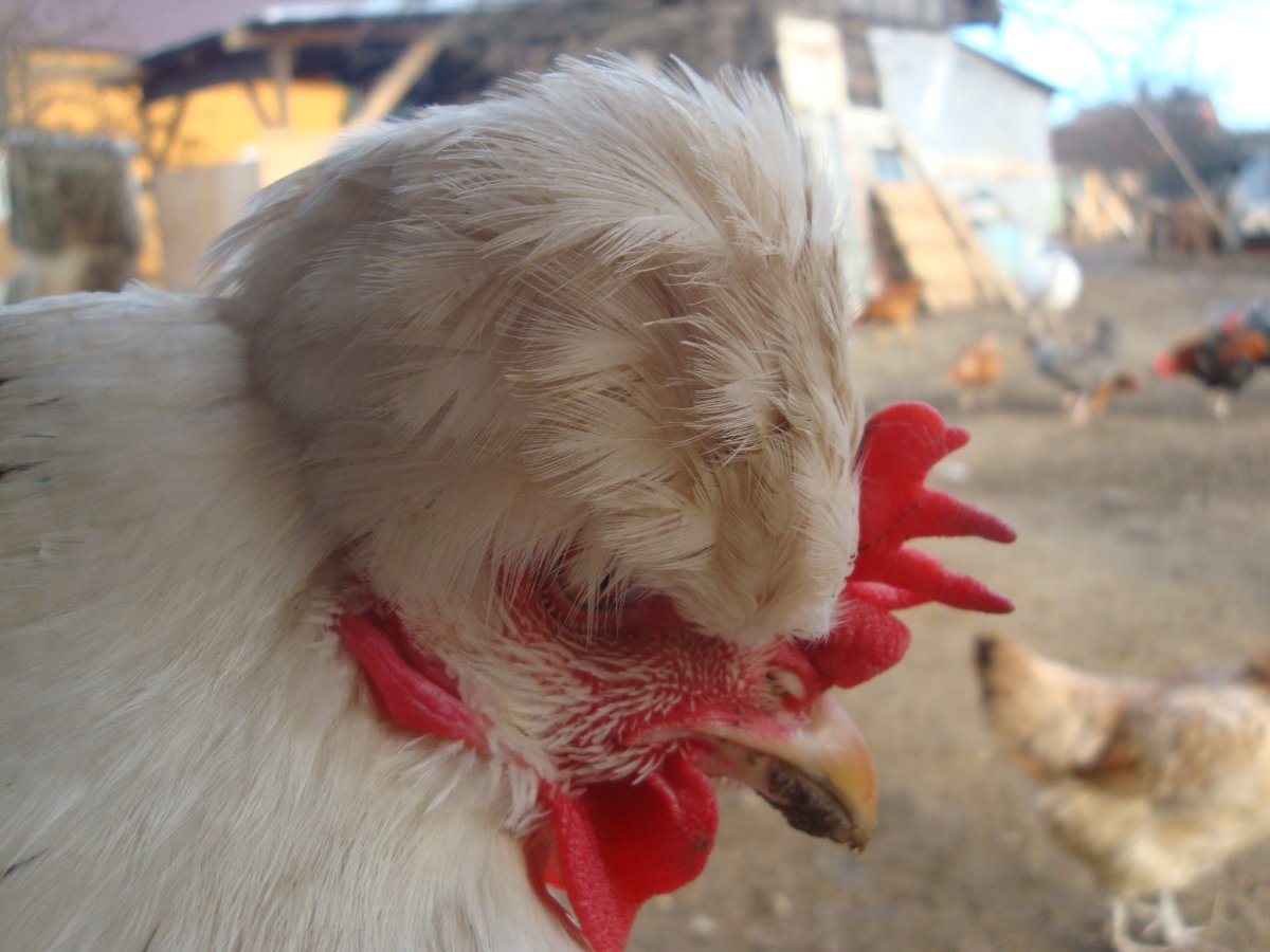 Хохлатки цыплята