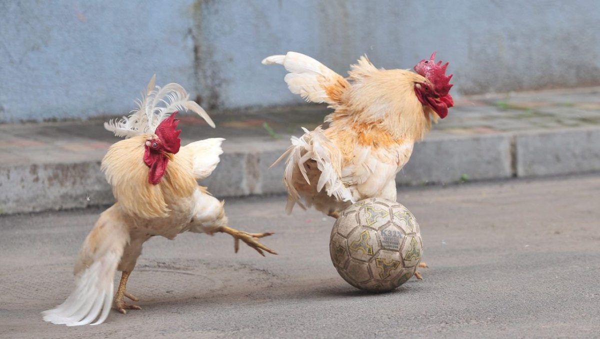 Лохматая курица