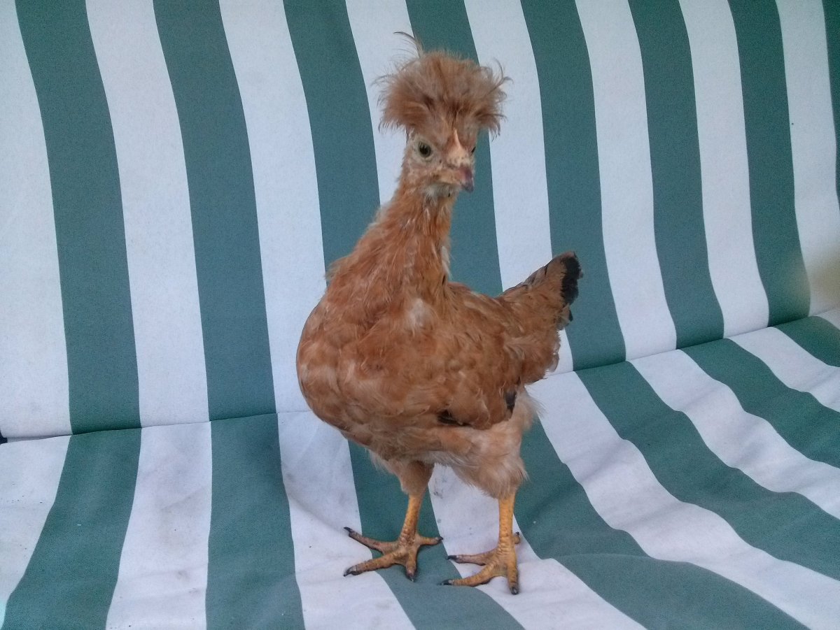 Китайская хохлатая пуховая куры