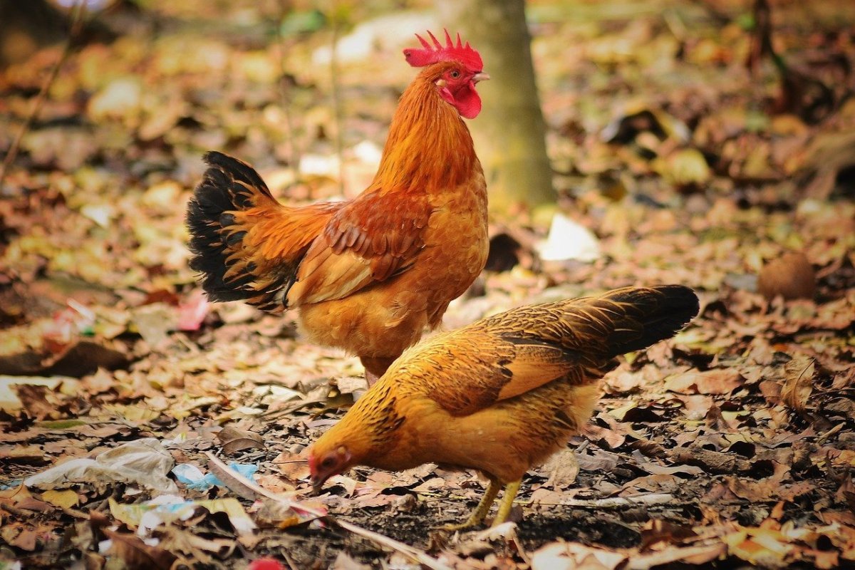 Йокогамский петух Феникс