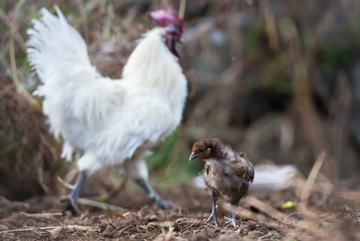 Курочка-хохлатка с цыплятами