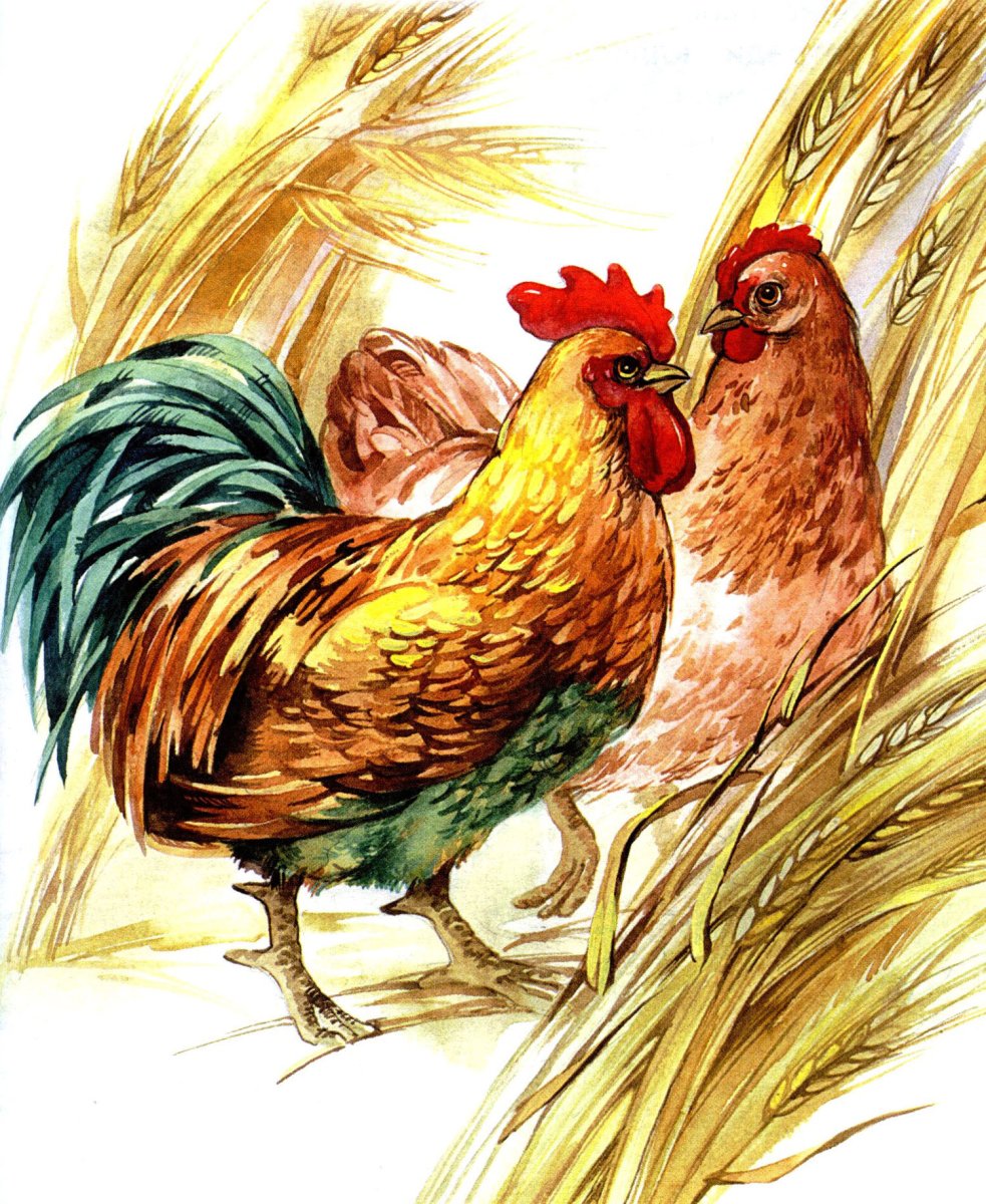 Черная хохлатая Курочка