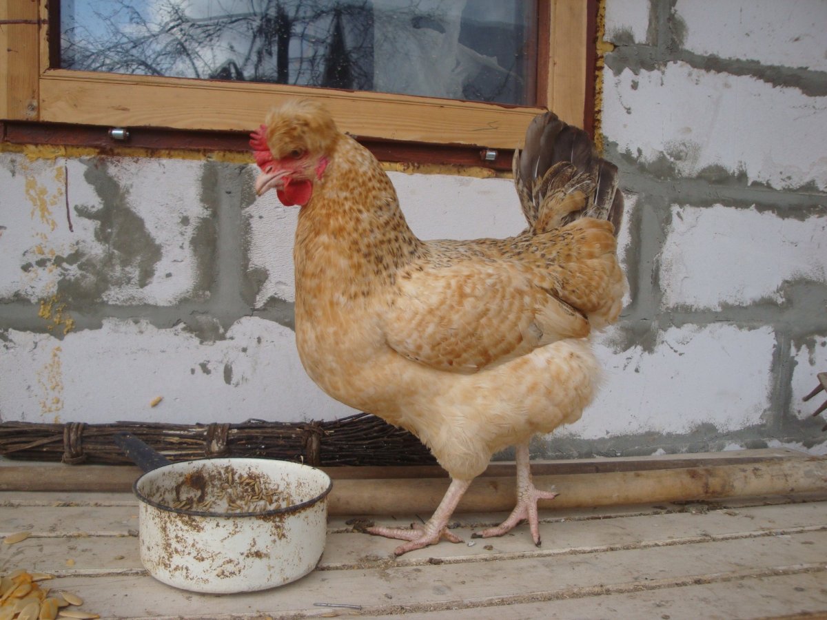 Хохлатая Курочка падуан