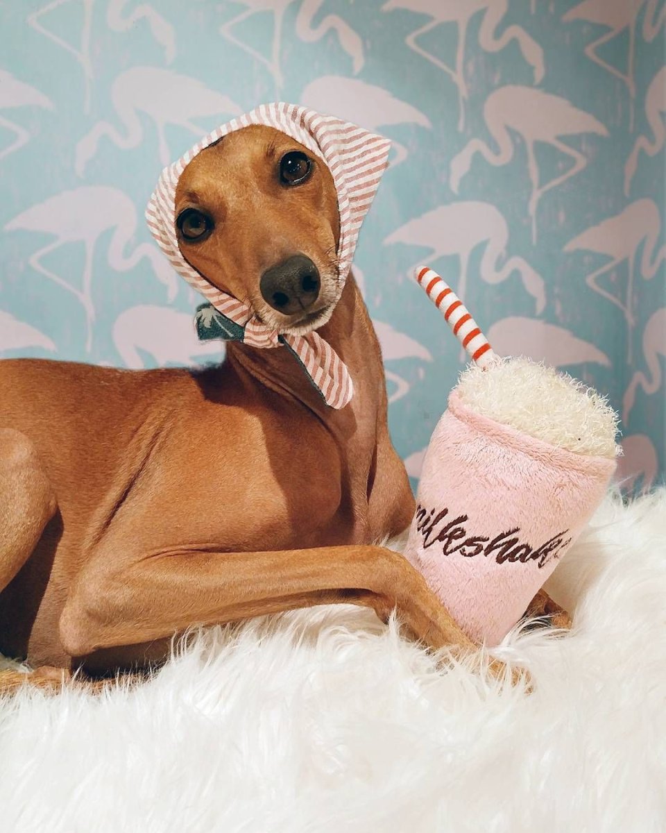 Итальянская Левретка