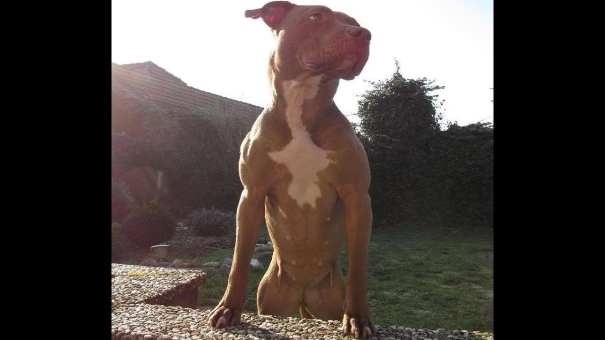 Мускулистая собака в прыжке