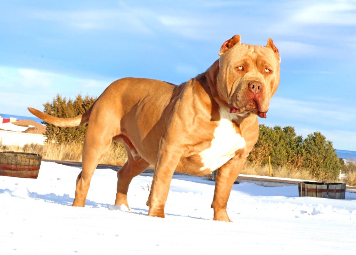 АПБТ американский питбультерьер чёрный