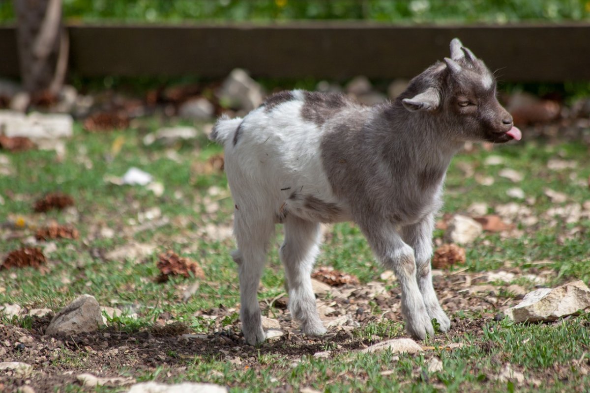 Клонированная коза Долли