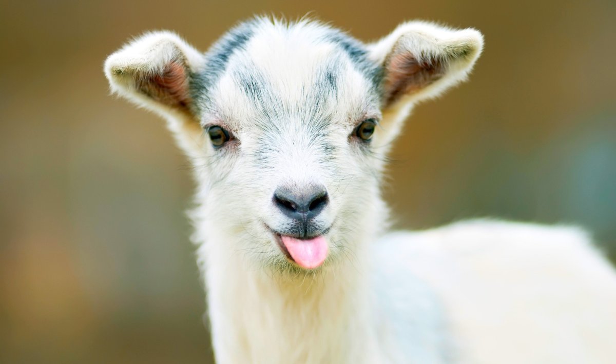 Рыжий барашек