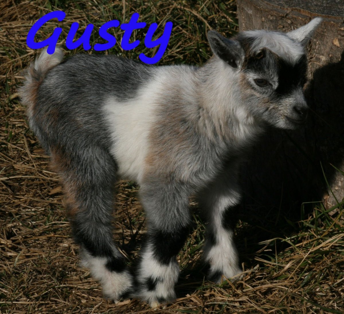 Милые домашние животные