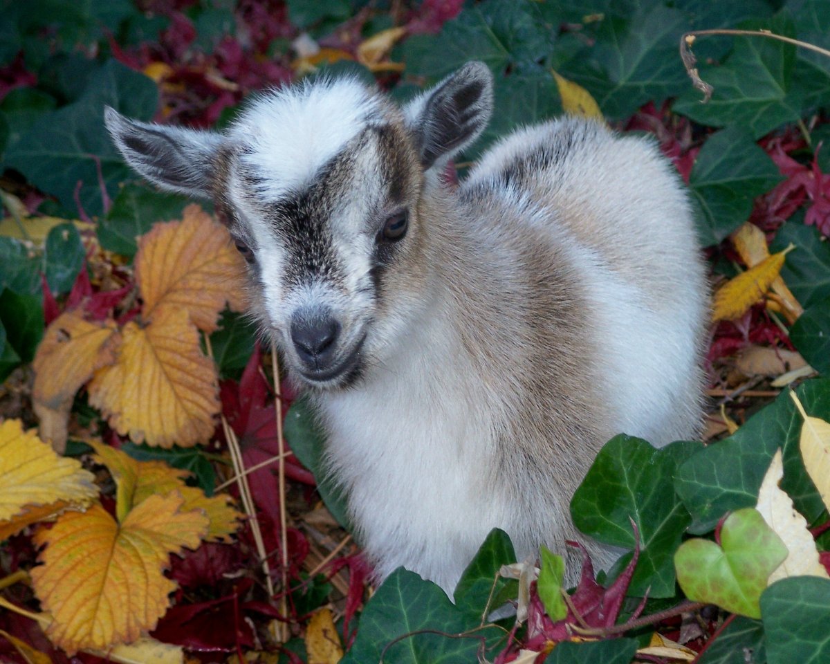 Pygmy Goat