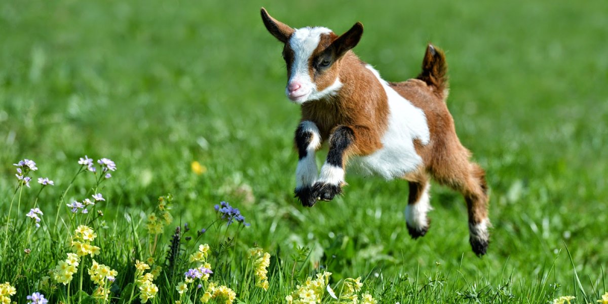 Милый козлик