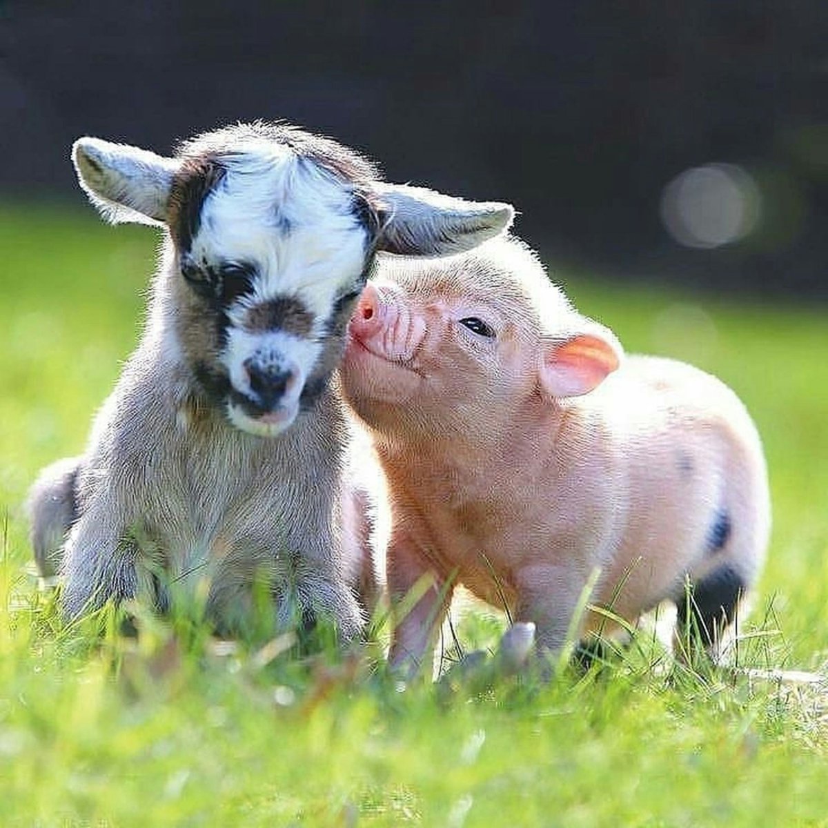 Козочки Farmhouse