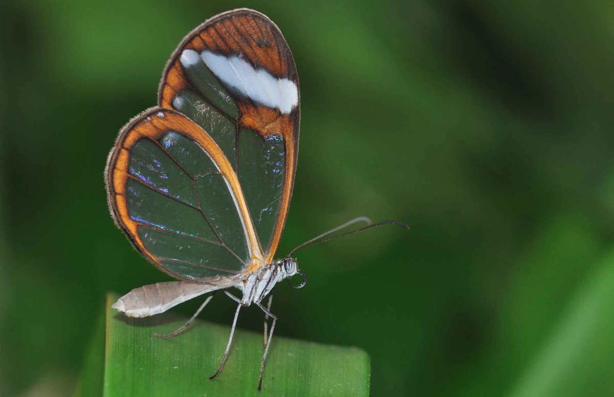 Грета ото или стеклянная бабочка