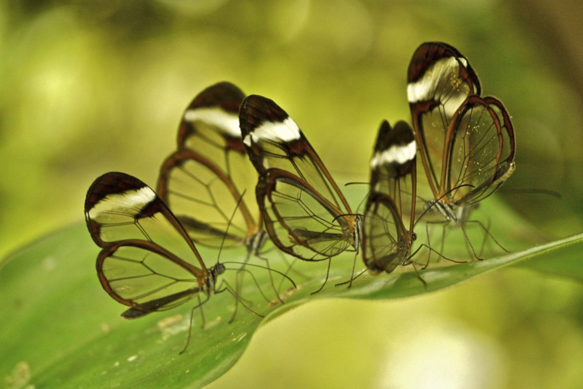 Стеклянная бабочка Грета ото