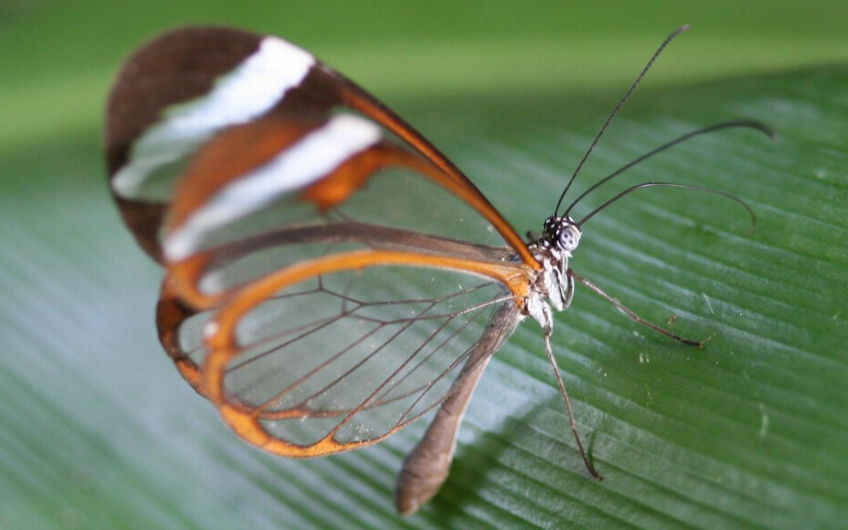 Бабочка стеклокрылка