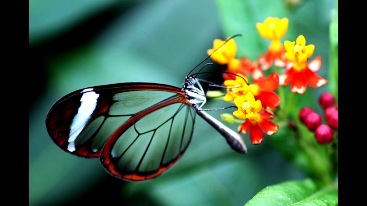 Стеклянная бабочка Грета ото