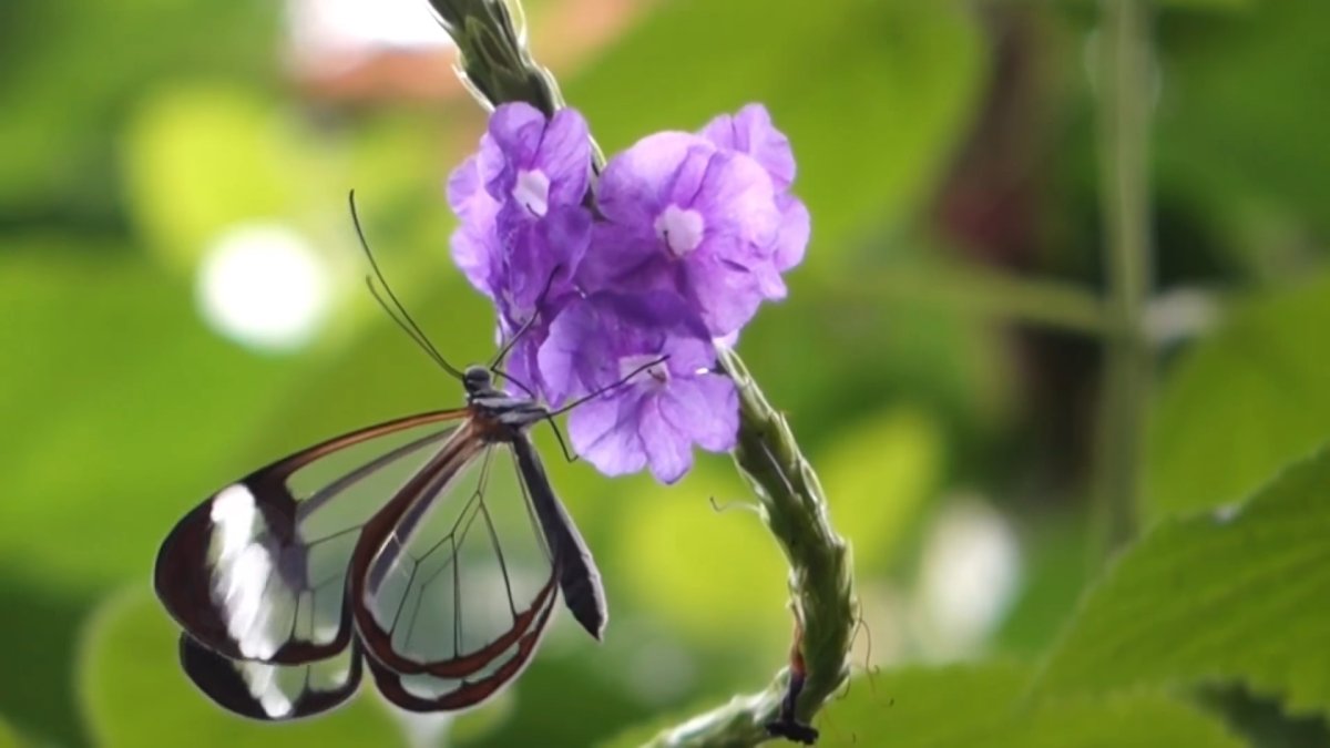Бабочка стеклянница