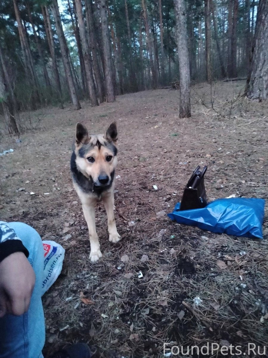 Сиба ину геймер