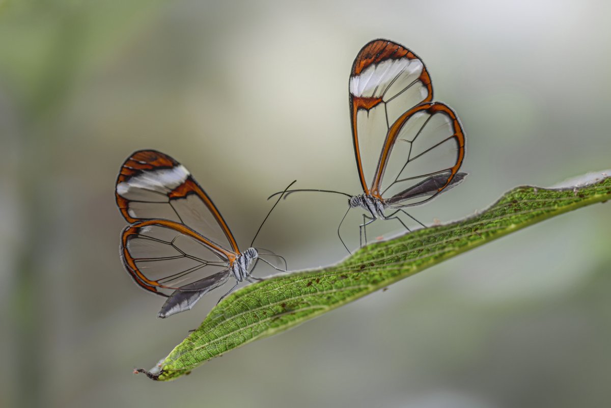 Куколка бабочки Грета ото