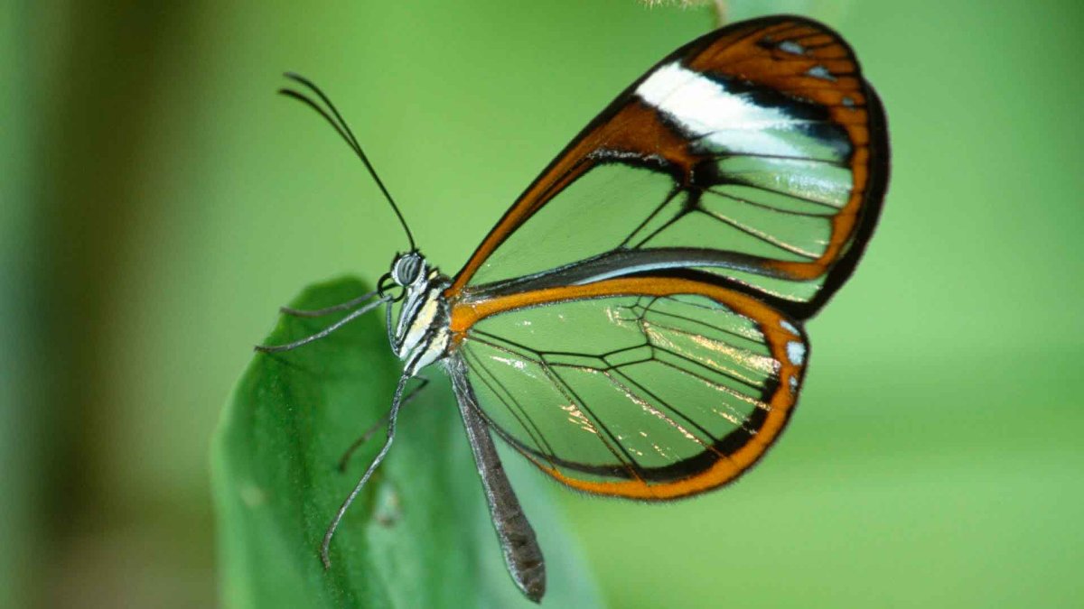 Бабочка стеклянница Мимикрия