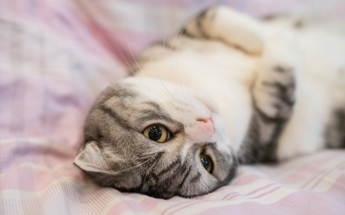 Белый полосатый вислоухий кот