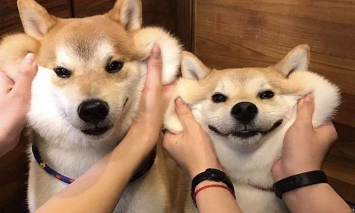 Сиба ину геймер