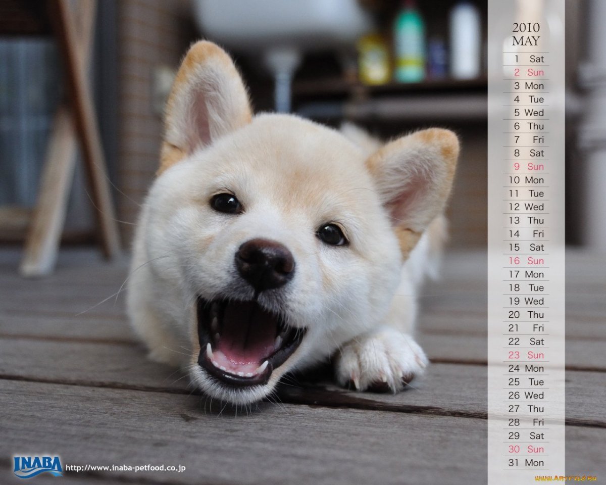 Собака на аву