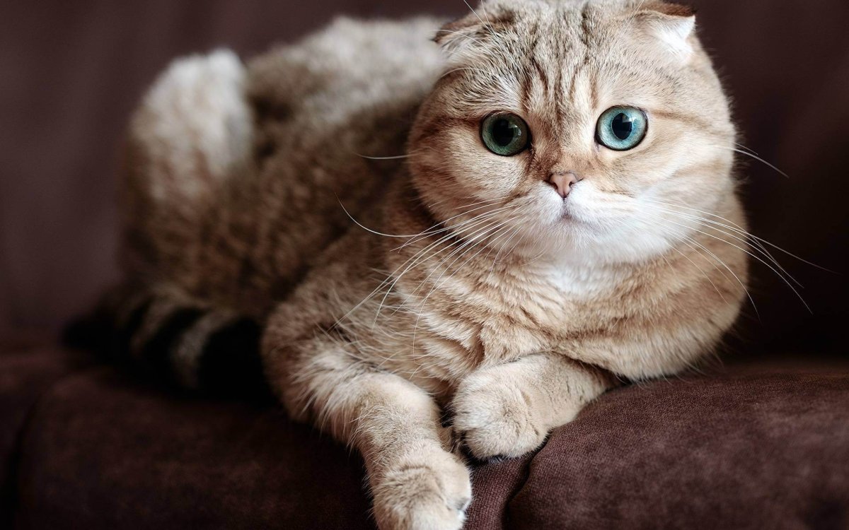 Шотландские вислоухие коты